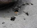 DSC01826.JPG